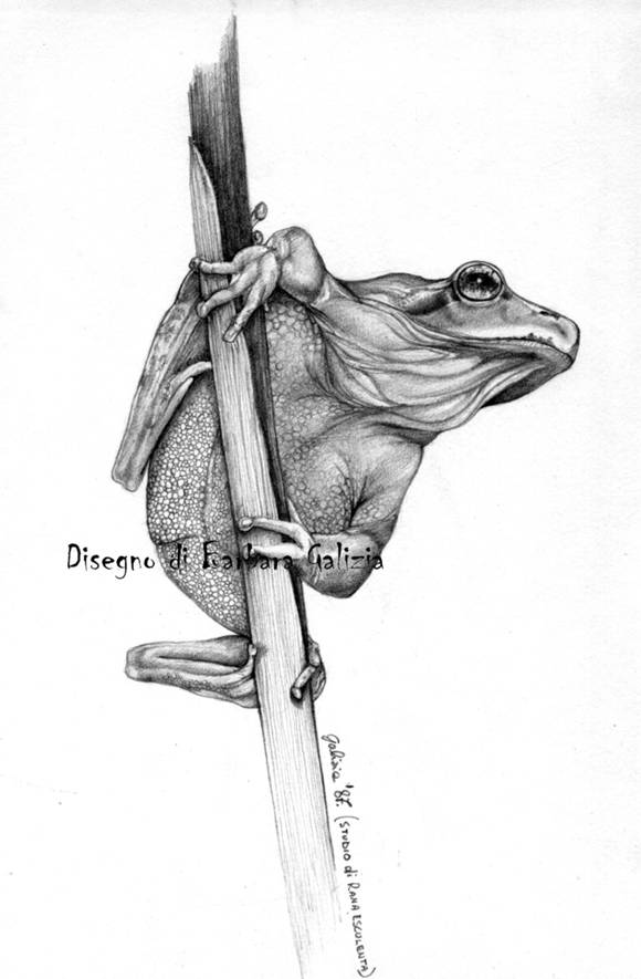 disegni a matita
