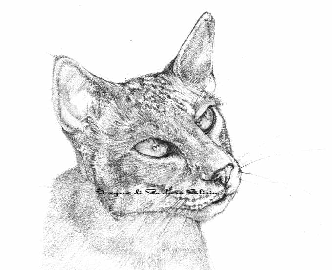 disegni a matita