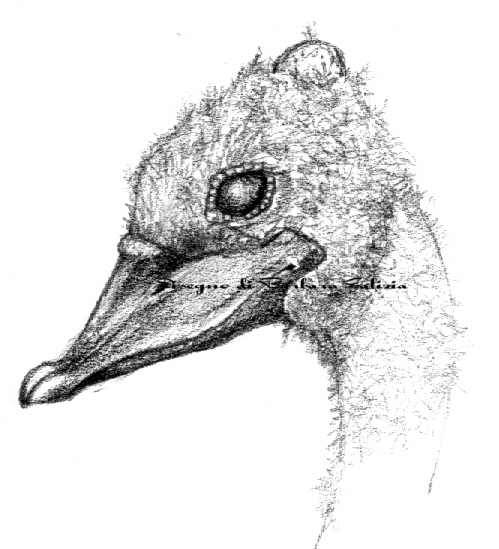 disegni a matita