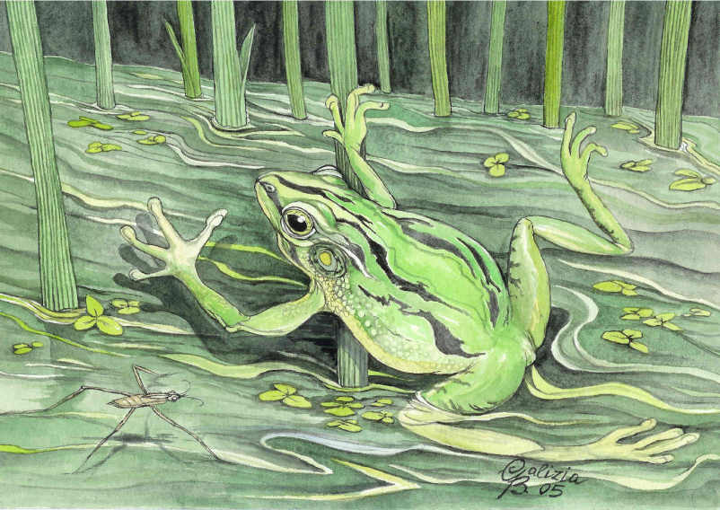 Acquerello cartolina rana
